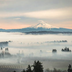 The Return of Refined Oregon Pinot Noir